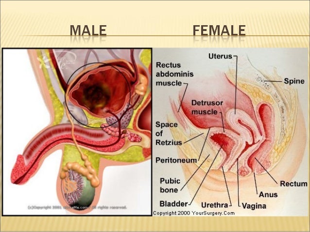 bladder function