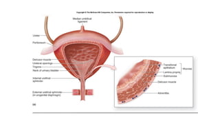 bladder grossing;pooja.pptx PATHOLOGY MD A SMALL GUIDE COLLECTION | PPTX