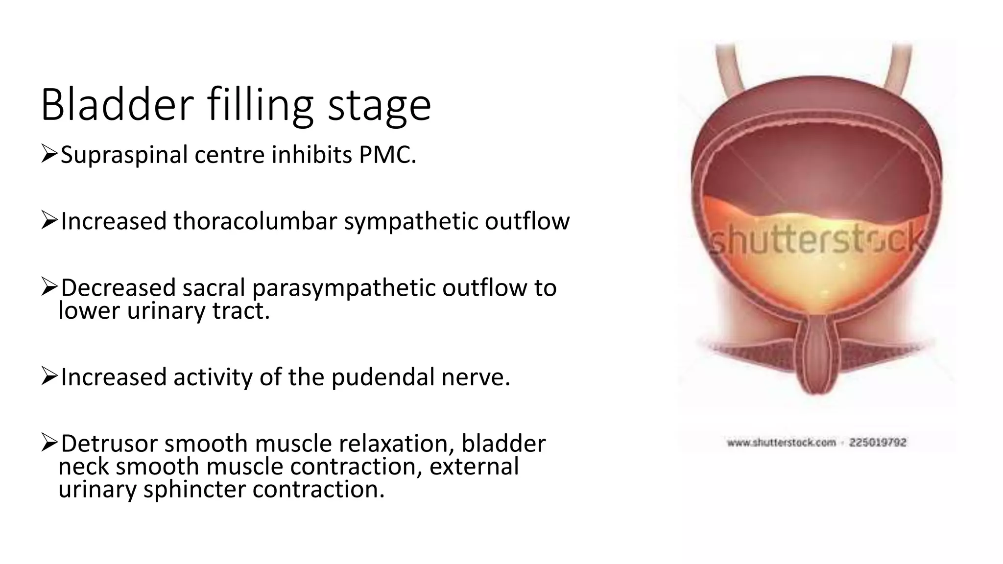 Bladder innervation | PPTX