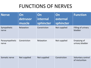 FUNCTIONS OF NERVES
Nerve On
detrusor
muscle
On
internal
sphincter
On
external
sphincter
Function
Sympathetic
nerve
Relaxation Constriction Not supplied Filling of urinary
bladder
Parasympathetic
nerve
Constriction Relaxation Not supplied Emptying of
urinary bladder
Somatic nerve Not supplied Not supplied Constriction Voluntary control
of micturition
 