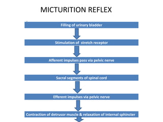 MICTURITION REFLEX
.
Filling of urinary bladder
Stimulation of stretch receptor
Afferent impulses pass via pelvic nerve
Efferent impulses via pelvic nerve
Contraction of detrusor muscle & relaxation of internal sphincter
Sacral segments of spinal cord
 
