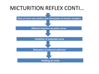 MICTURITION REFLEX CONTI…
Flow of urine into urethra and stimulation of stretch receptors
Afferent impulses via pelvic nerve
Inhibition of pudendal nerve
Relaxation of external sphincter
Voiding of urine
 