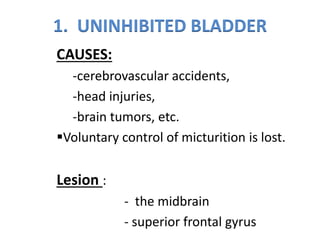 1. UNINHIBITED BLADDER
CAUSES:
-cerebrovascular accidents,
-head injuries,
-brain tumors, etc.
Voluntary control of micturition is lost.
Lesion :
- the midbrain
- superior frontal gyrus
 