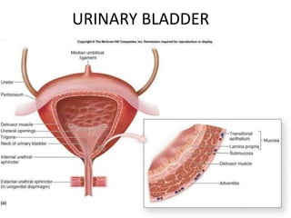URINARY BLADDER
 