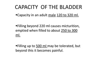 CAPACITY OF THE BLADDER
Capacity in an adult male 120 to 320 ml.
Filling beyond 220 ml causes micturition,
emptied when filled to about 250 to 300
ml.
Filling up to 500 ml may be tolerated, but
beyond this it becomes painful.
 