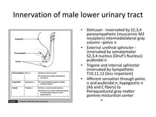 • Detrusor - innervated by S2,3,4
parasympathetic (muscarinic M2
receptors) intermediolateral gray
column –pelvic n
• External urethral sphincter -
innervated by somatomotor
S2,3,4 nucleus (Onuf’s Nucleus)-
pudendal n
• Trigone and internal sphincter
innervated by Sympathetic
T10,11,12 (less important)
• Afferent sensation through pelvic
n and pudendal n, hypogastric n
(Aδ and C fibers) to
Periaqueductal gray matter
pontine micturition center
S 2,3,4
S 2,3,4
Innervation of male lower urinary tract
 