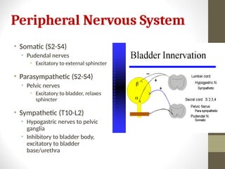 BLADDER INNERVATION,nerve supply power point | PPT