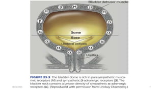 BLADDER INNERVATION nerve supply nervous | PPTX