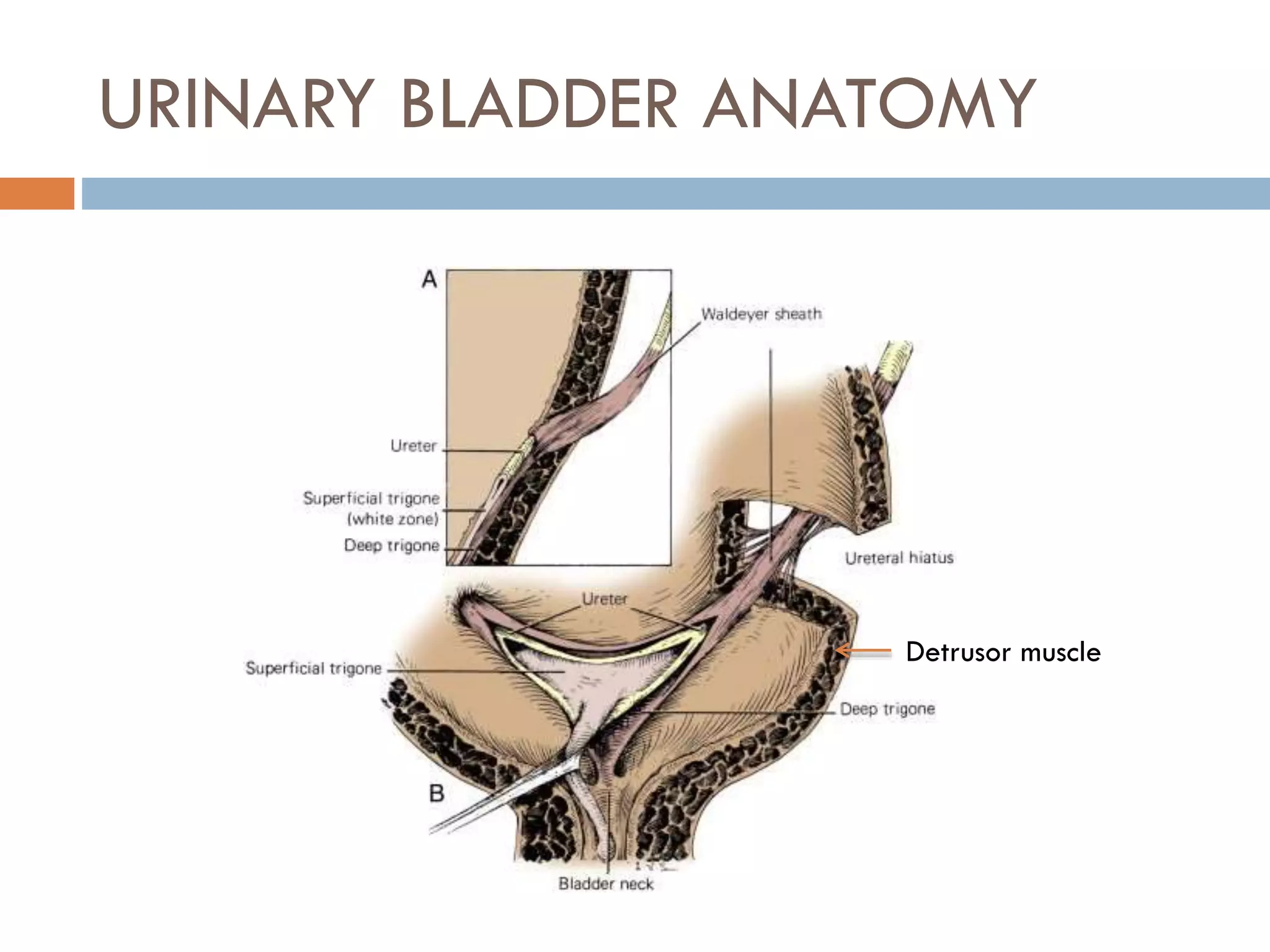 Bladder innervation, physiology of micturition | PPTX