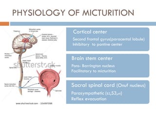 PHYSIOLOGY OF MICTURITION
Cortical center
• Second frontal gyrus(paracental lobule)
• Inhibitory to pontine center
Brain s...