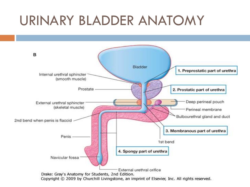Bladder innervation, physiology of micturition