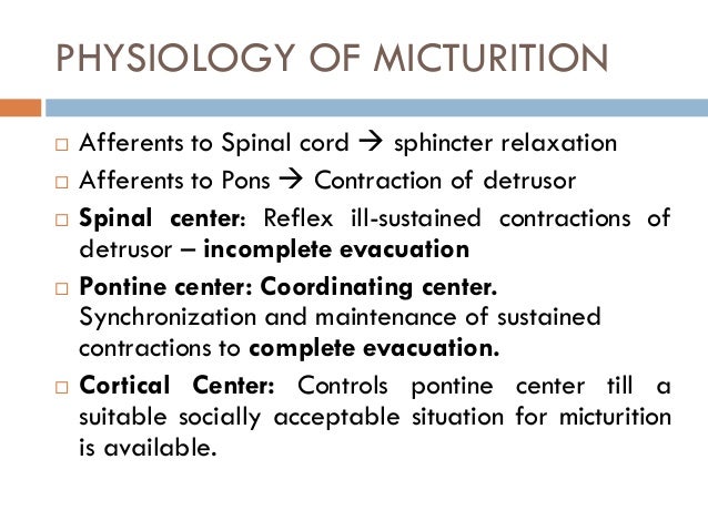 Bladder Innervation Physiology Of Micturition