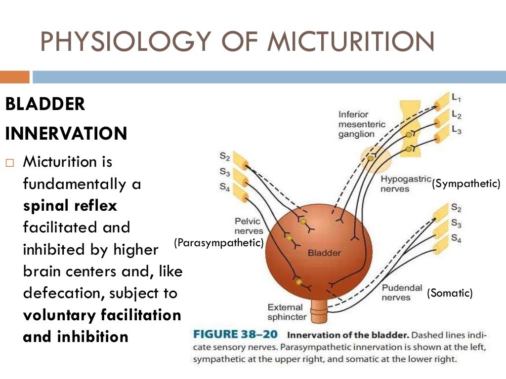 Bladder innervation, physiology of micturition