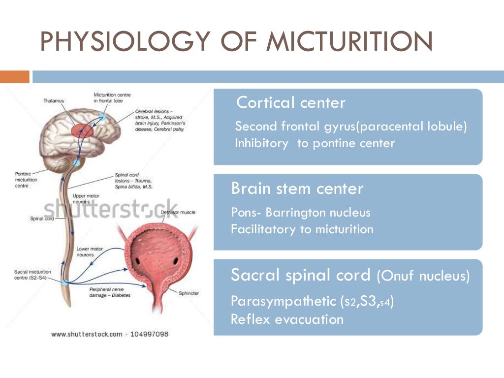 Bladder innervation, physiology of micturition