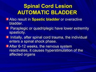 Spinal Cord Lesion AUTOMATIC BLADDER  <ul><li>Also result in  Spastic bladder  or overactive bladder.  </li></ul><ul><li>P...