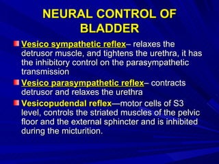 NEURAL CONTROL OF BLADDER <ul><li>Vesico sympathetic reflex – relaxes the detrusor muscle, and tightens the urethra, it ha...