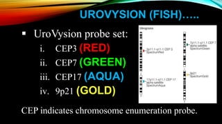 UROVYSION (FISH)…..
 UroVysion probe set:
i. CEP3 (RED)
ii. CEP7 (GREEN)
iii. CEP17 (AQUA)
iv. 9p21 (GOLD)
CEP indicates chromosome enumeration probe.
 