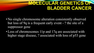 MOLECULAR GENETICS OF
BLADDER CANCER
•No single chromosome alteration consistently observed
but loss of 9q is a frequent early event - ? the site of a
suppressor gene
•Loss of chromosomes 11p and 17q are associated with
higher stage disease, ? associated with loss of p53 gene
 