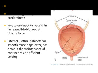 bladder physiology.pptx