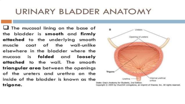 BLADDER PHYSIOLOGY AND DISORDERS-1.pptx | Physical Therapy | Wellness