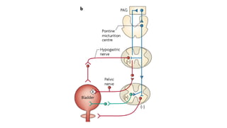 BLADDER nerve supply Powerpoint presentations | PDF