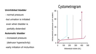 BLADDER nerve supply Powerpoint presentations | PDF