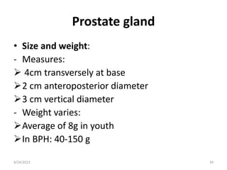 Prostate Size In Cm bladder, Prostate, Urethra.pptx