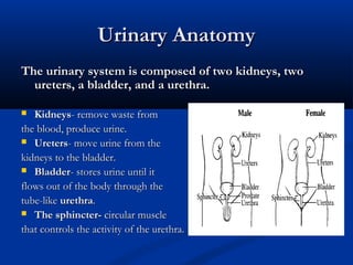 Bladder Retraining | PPT