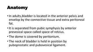 Anatomy
• In adults,bladder is located in the anterior pelvis and
envelop by the connective tissue and extra peritoneal
fat.
• It is separated from pubic symphysis by anterior
prevesical space called space of retzius.
• The dome is covered by peritonium.
• The neck of bladder is held in position by
puboprostatic and pubovesical ligament.
 