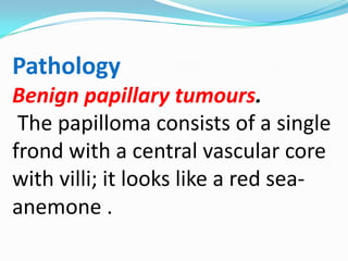 Pathology
Benign papillary tumours.
 The papilloma consists of a single
frond with a central vascular core
with villi; it looks like a red sea-
anemone .
 
