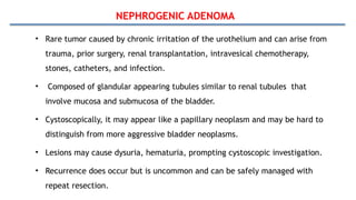 NEPHROGENIC ADENOMA
• Rare tumor caused by chronic irritation of the urothelium and can arise from
trauma, prior surgery, renal transplantation, intravesical chemotherapy,
stones, catheters, and infection.
• Composed of glandular appearing tubules similar to renal tubules that
involve mucosa and submucosa of the bladder.
• Cystoscopically, it may appear like a papillary neoplasm and may be hard to
distinguish from more aggressive bladder neoplasms.
• Lesions may cause dysuria, hematuria, prompting cystoscopic investigation.
• Recurrence does occur but is uncommon and can be safely managed with
repeat resection.
 