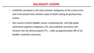 MALIGNANT LESIONS
• Urothelial carcinoma is the most common malignancy of the urinary tract
and is the second most common cause of death among all genitourinary
tumors.
• Non–muscle-invasive bladder cancer, comprising low- and high-grade
noninvasive papillary neoplasms, CIS, and urothelial carcinoma with
invasion into the lamina propria (T1) , make up approximately 70% of all
bladder urothelial carcinoma.
 