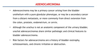 ADENOCARCINOMA
• Adenocarcinoma may be a primary cancer arising from the bladder
urothelium with a pure glandular phenotype, or may be a secondary cancer
from a distant metastasis, or more commonly from direct extension from
the colon, prostate, endometrium, or cervix.
• Although the urachus is not an anatomic component of the urinary bladder,
urachal adenocarcinomas share similar pathologic and clinical features to
bladder adenocarcinoma.
• Risk factors for adenocarcinoma are a history of bladder exstrophy,
schistosomiasis, and chronic irritation or obstruction.
 