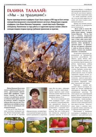 34 | АГРОПРОМЫШЛЕННЫЙ КОМПЛЕКС РЕГИОНА	 АПРЕЛЬ №02/2016
-ФаинаИвановнабылаочень
живым и работоспособным чело-
веком, - рассказывает управля-
ющий НПК агрофирма «Сорт»
Галина Талалай (на фото), –
сколько у нас работала, столько
и создавала новые сорта. Ей всег-
да хотелось, чтобы в Амурской
области было что-то свое. И со-
трудников она подобрала таких,
что стали ей настоящими еди-
номышленниками.
В этом же 91 году были зало-
жены маточные насаждения гру-
ши, яблони-полукультурки, абри-
косов. Это как раз те сортовые
Галина Талалай:
«Мы – за традиции!»
Научно-производственная агрофирма «Сорт» была создана в 1991 году на базе сектора
селекции Благовещенского сельскохозяйственного института. Инициатором создания
агрофирмы стала Фаина Ивановна Глинщикова – самый известный в Приамурье
селекционер. Накопленные за годы работы со студентами научные знания в области
селекции плодово-ягодных культур требовали применения на практике.
образцыкультур,скоторыхберет-
ся посадочный материал для даль-
нейшего разведения и сохранения
сорта. Все эти сорта – райониро-
ванные, а значит, зимостойкие –
хорошо переносят наши клима-
тические условия. Причем все они
проверены годами – с момента их
появления прошло 25 лет.
Так что на сегодняшний день
НПК агрофирма «Сорт» - одно
из немногих сельскохозяйствен-
ных предприятий области, на
научном уровне занимающихся
разведением и продажей мест-
ных сортов плодово-ягодных
культур. Для того, чтобы расте-
ния полностью сохранили все
сортовые качества, то есть ма-
теринскую форму, в агрофирме
при разведении применяется та-
кой способ, как зеленое черенко-
вание. В плане сохранения сорта
- это самый надежный способ:
так, если растение вырастить из
семян, оно может утерять селек-
ционную ценность.
Правда, как таковой селекци-
онной работой на предприятии
уже не занимаются.
- После ухода из жизни Фа-
ины Ивановны сами мы не вы-
водим новых сортов, - говорит
Галина Юрьевна. – Но то, что
есть в наличии, тщательно
нами сохраняется, чтобы амур-
чане в своих садах могли выса-
живать именно местные сорта.
Конечно, сейчас приобрести и
завозные сорта – не проблема.
Но они, как правило, укрывные.
А люди не очень-то хотят во-
зиться, а потом еще ожидать:
выживет - не выживет.
Ассортимент продукции, вы-
ращиваемой на предприятии,
достаточно разнообразен. Это
абрикос, груша, яблоня, ябло-
ня-полукультурка, ранетка, сли-
ва, несколько сортов жимолости,
рябина черноплодная, рябина
красная, гибрид сливо-вишне-
вый, вишня войлочная, вишня
степная, барбарис, калина крас-
ная, шиповник, облепиха, смо-
родина красная, около 10 сортов
смородины черной. Кстати, со-
рта смородины Сокровище и Се-
лечинская – одни из самых круп-
ноплодных. Есть и декоративные
кустарники: форзиция, тама-
рикс, курильский чай, сирень.
Форзиция – недавно заве-
зенный в область кустарник, ко-
торый все больше приобретает
популярность, благодаря своим
декоративным качествам. Он
очень красив: куст шарообразной
формы, цветет яркими желтыми
колокольчиками, а расцветает од-
ним из первых – такой своеобраз-
ный вестник весны. Тамарикс же
ценен не только своей красотой (у
него вместо листьев - светло-зе-
леная «хвоя» и длинные лило-
во-красной гаммы соцветия), но
и отменной зимостойкостью.
Цветочными и овощными
культурами в агрофирме не за-
нимаются – здесь работают всего
 
