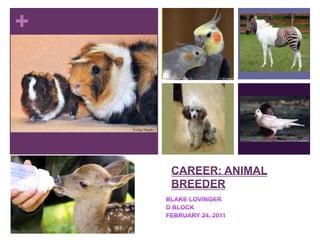 Career: Animal Breeder Blake Lovinger D Block February 24, 2011 