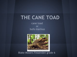 THE CANE TOAD
          cane toad
              or
         bufo marinus




Blake Mooers Fessenden grade 6
 