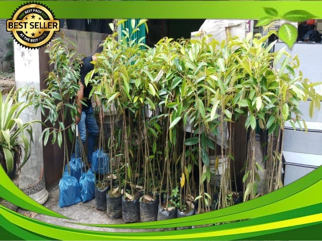 GROSIR, WA 0812-2707-5809, Bibit Durian Elai Banjarmasin | PDF