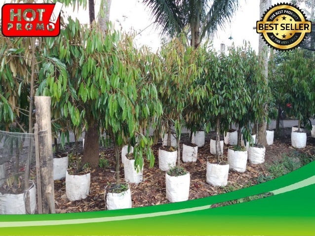GROSIR, WA 0812-2707-5809, Bibit Durian Elai Banjarmasin | PDF