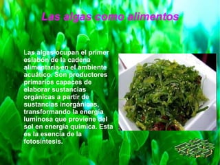 Las algas como alimentos
Las algas ocupan el primer
eslabón de la cadena
alimentaria en el ambiente
acuático. Son productores
primarios capaces de
elaborar sustancias
orgánicas a partir de
sustancias inorgánicas,
transformando la energía
luminosa que proviene del
sol en energía química. Esta
es la esencia de la
fotosíntesis.
 
