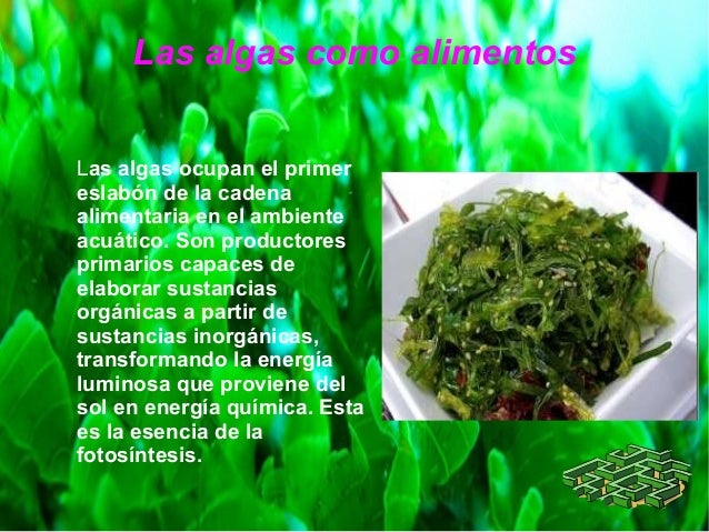 De Que Se Alimentan Las Algas