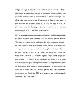 sangre que fluye de las aletas y las piernas al tronco aumenta, debido a

que recorre venas que llevan sangre ya calentada a las extremidades. Los

pingüinos también pueden aumentar el flujo de sangre que llega a sus

aletas para poder enfriarse cuando es necesario. Esto es importante, ya

que no todos los pingüinos viven en un clima frío todo el año. Los

pingüinos de las islas Galápagos (Spheniscus mendiculus), por ejemplo,

viven cerca del Ecuador donde hace bastante calor.


Hay varias adaptaciones de comportamiento que los pingüinos usan en sus

constante esfuerzo para mantener una temperatura corporal estable.

Tiemblan para aumentar la producción de calor metabólico, jadean y

exponen sus patas para deshacerse del exceso de calor (sus patas son la

única parte del cuerpo que no está cubierta de plumas aislantes). Algunas

especies también buscan cobijo debajo de rocas para evitar las

temperaturas extremas, una maniobra lógica y simple cuando es posible.

Por naturaleza, los pingüinos son territoriales; sin embargo, el pingüino

Emperador (Aptenodytes forsteri) ha desarrollado el comportamiento social

de amontonarse para compartir el calor corporal en las condiciones más

duras de la tierra firme de Antártica (donde han sido observadas

temperaturas por debajo de -60°C y la fuerza de las ventoleras puede

acercarse a 200 o 300 km/h).
 
