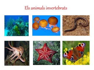 Els animals invertebrats
 