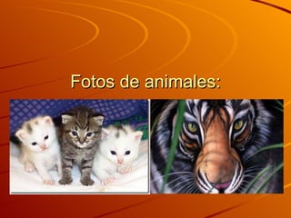 Fotos de animales: 