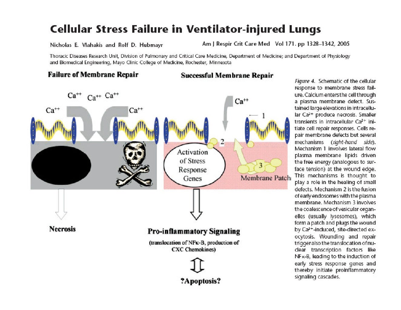 Ventilator Induced Lung Injury