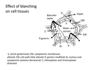 Effect of blanching
on cell tissues
S, starch gelatinised; CM, cytoplasmic membranes
altered; CW, cell walls little altered; P, pectins modified; N, nucleus and
cytoplasmic proteins denatured; C, chloroplasts and chromoplasts
distorted
 