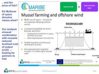 20/30© BVG Associates 2017
.. and the
price of fish?
EU Multiuse
of space
directive
means what?
Our analysis
showed
combination
with mussels
reduced
levelised cost
of output
(LCO) –
looking for
partners to
trial
 