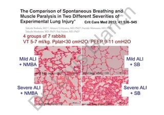 Crit Care Med 2013; 41:536–545
4 groups of 7 rabbits
VT 5-7 ml/kg. Pplat<30 cmH2O. PEEP 9-11 cmH2O
Mild ALI
+ NMBA
Mild ALI
+ SB
Severe ALI
+ NMBA
Severe ALI
+ SB
D
r.Lluís
Blanch
 