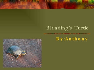 Blanding’s Turtle By:Anthony   