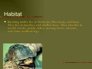 Habitat Blanding turtles live in Nebraska,Wisconsin, and Iowa. They live in marshes and shallow bays. They also live in weedy creeks, ponds, lakes, moving rivers, streams, and some northern logs. 