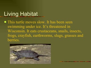 Living Habitat This turtle moves slow. It has been seen swimming under ice. It’s threatened in Wisconsin. It eats crustaceans, snails, insects, frogs, crayfish, earthworms, slugs, grasses and berries. 